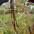Chinese Yard Long Bean